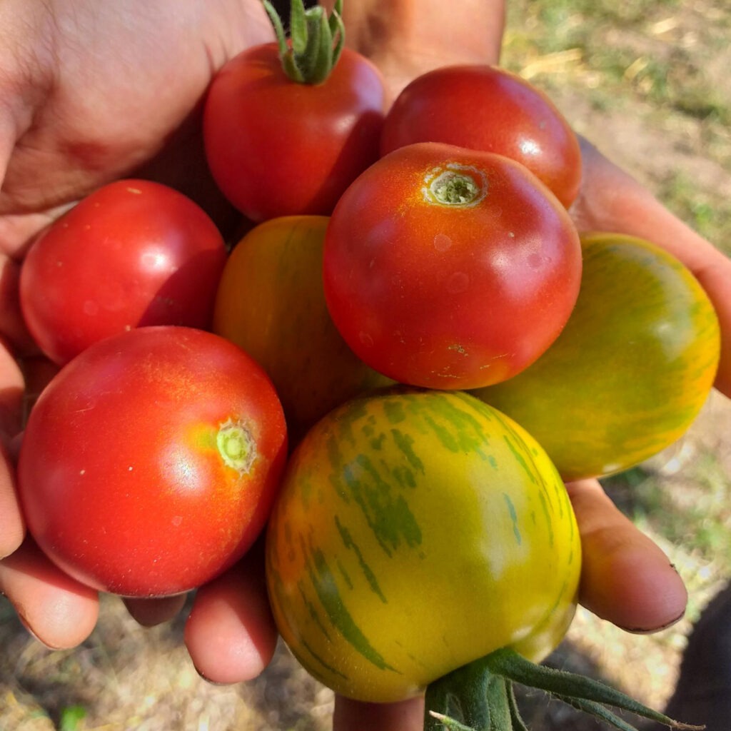 Brown hands holding a selection of organic red and zebra tomatoes