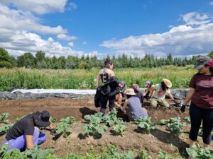 BIPoC farmers planting seedlings into a compost high bed at aloti farm - credit Anna Sika Bois-Fiaty