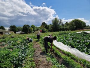 Black and brown Fem farmers weeding a compost high bed at aloti farm