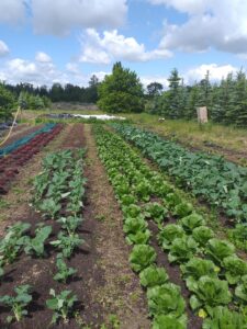 Rows of kohlrabi and lettuce growing on a field