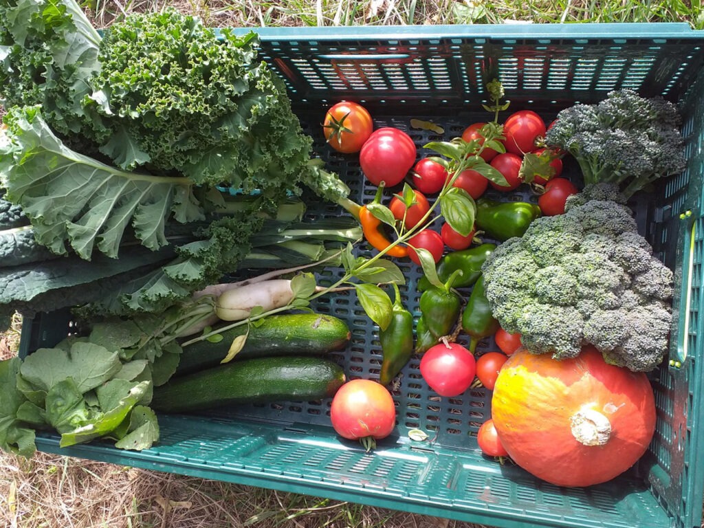 aloti farm harvest share box early autumn cover copy