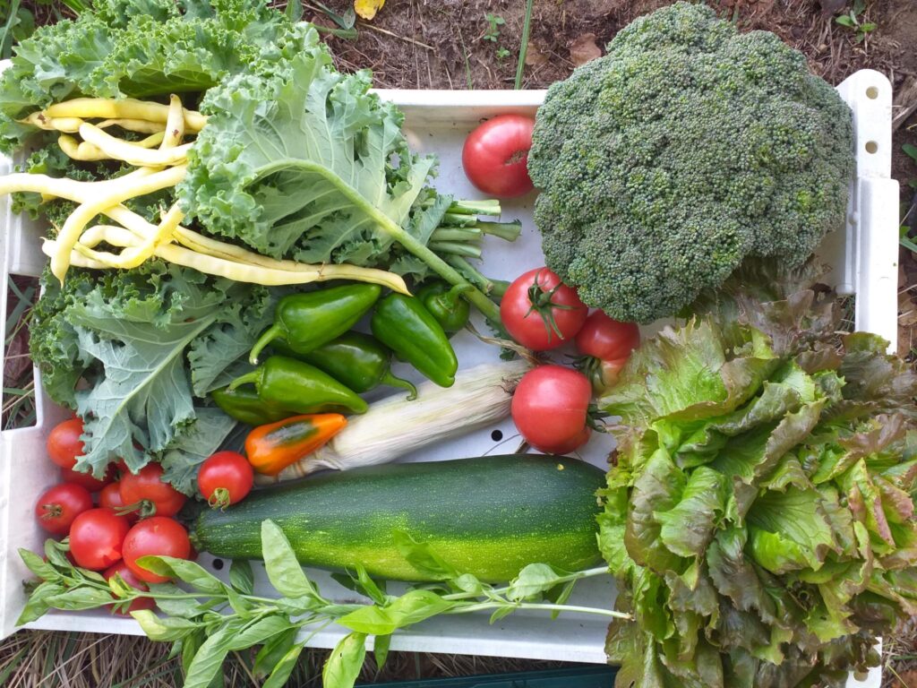 aloti farm harvest share box summer