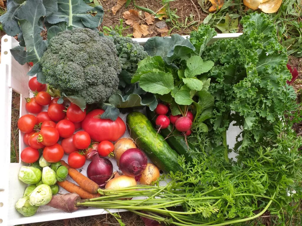 aloti farm harvest share box summer