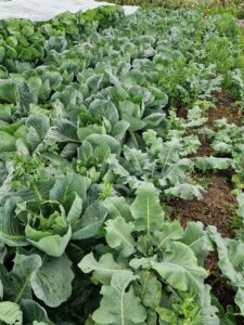 cabbage bed at aloti farm - credit Anna Sika Bois-Fiaty