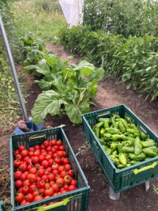 fresh harvest of tomatoes and peppers