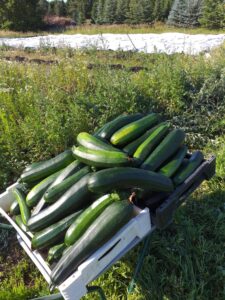 harvest of organic zuccini on a field