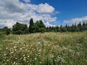 landscape image of wild flowers growing at aloti farm - credit Anna Sika Bois-Fiaty