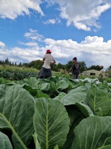 two BIPoC Flinta farmers raking a vegetable bed at aloti farm - credit Anna Sika Bois-Fiaty